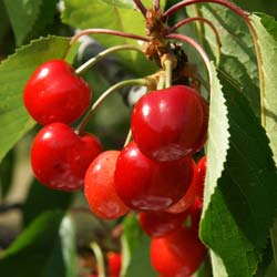 Cherry tree Coeur de pigeon